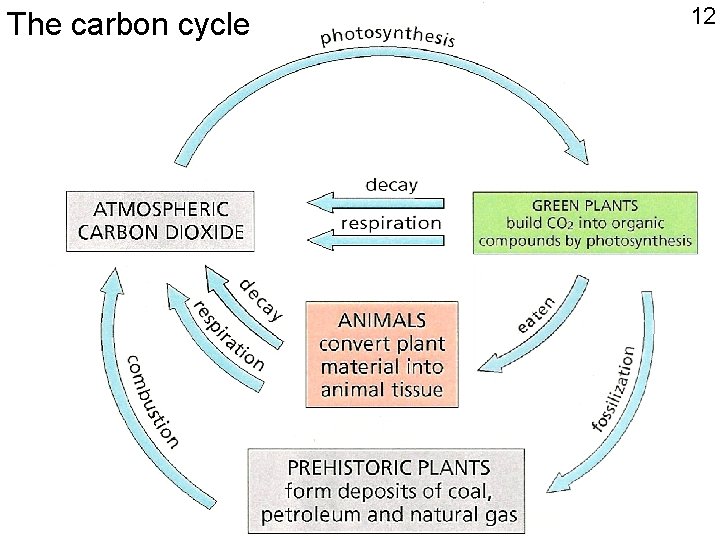 The carbon cycle 12 