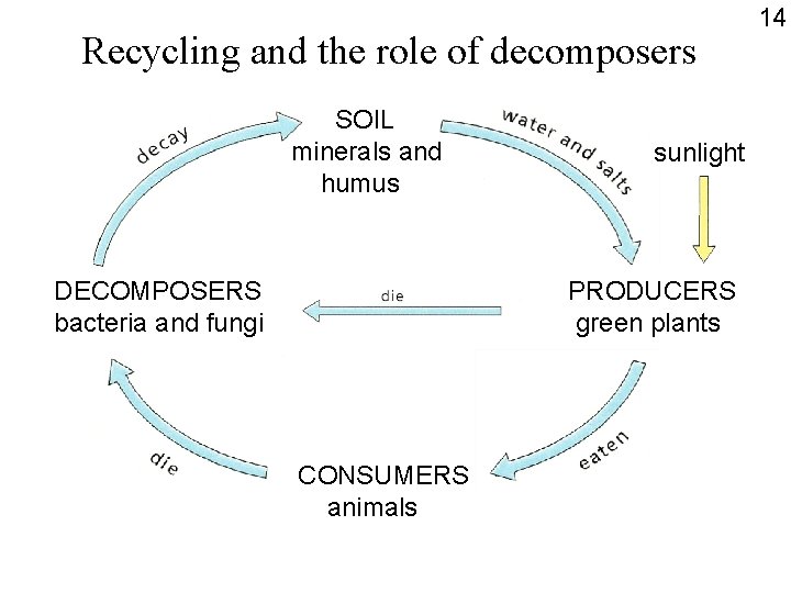 Recycling and the role of decomposers SOIL minerals and humus DECOMPOSERS bacteria and fungi