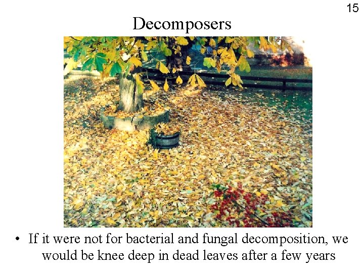 Decomposers 15 • If it were not for bacterial and fungal decomposition, we would