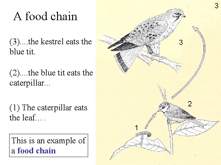 3 A food chain (3). . the kestrel eats the blue tit. 3 (2).