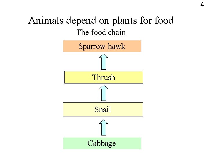 4 Animals depend on plants for food The food chain Sparrow hawk Thrush Snail