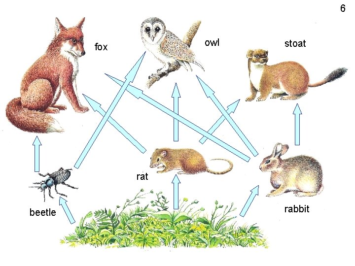 6 owl fox stoat rat beetle rabbit 