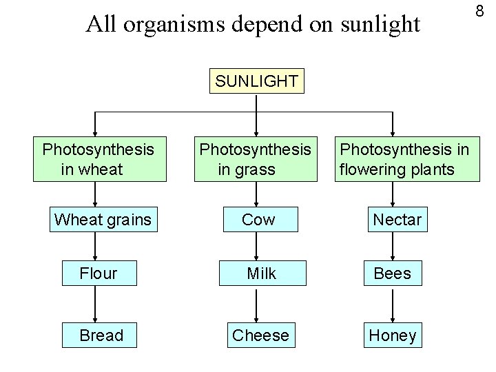 All organisms depend on sunlight SUNLIGHT Photosynthesis in wheat Wheat grains Photosynthesis in grass