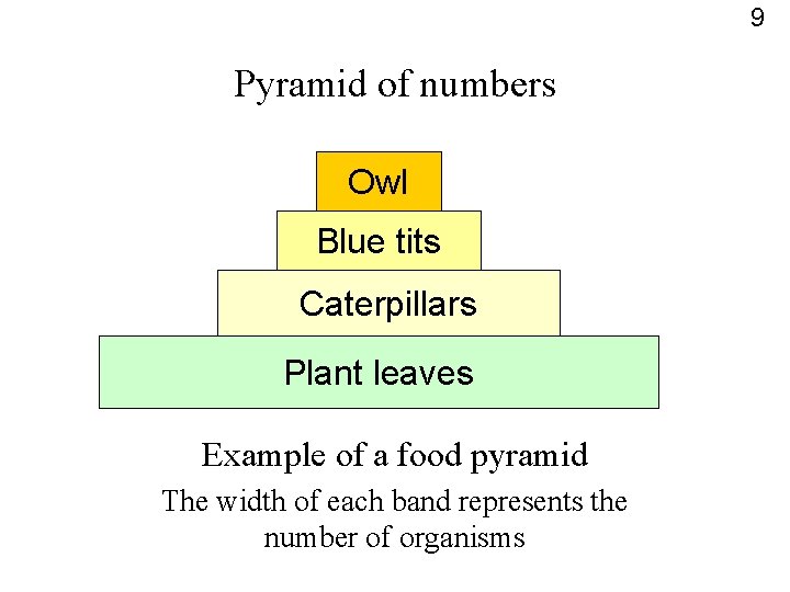 9 Pyramid of numbers Owl Blue tits Caterpillars Plant leaves Example of a food