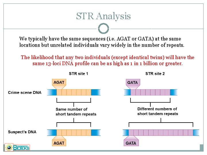 STR Analysis We typically have the same sequences (i. e. AGAT or GATA) at