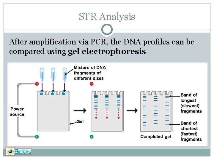 STR Analysis After amplification via PCR, the DNA profiles can be compared using gel