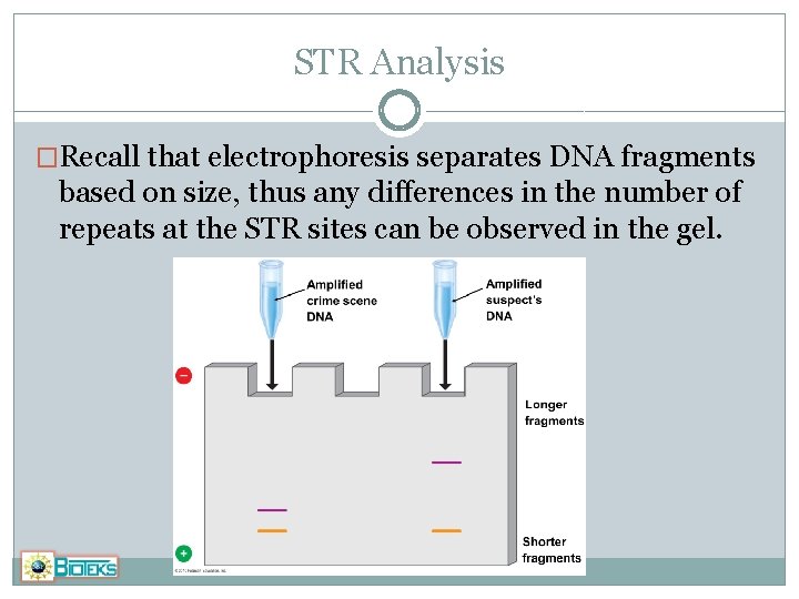 STR Analysis �Recall that electrophoresis separates DNA fragments based on size, thus any differences