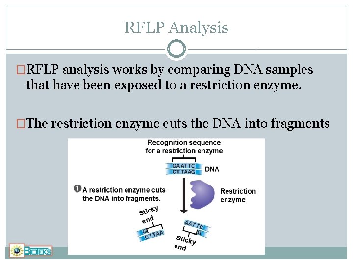 RFLP Analysis �RFLP analysis works by comparing DNA samples that have been exposed to