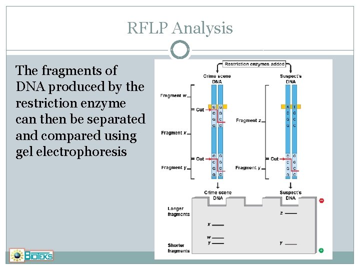RFLP Analysis The fragments of DNA produced by the restriction enzyme can then be