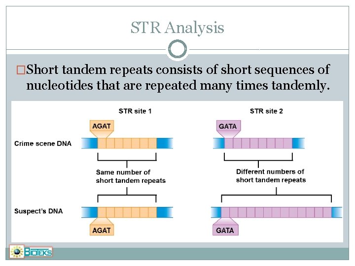 STR Analysis �Short tandem repeats consists of short sequences of nucleotides that are repeated