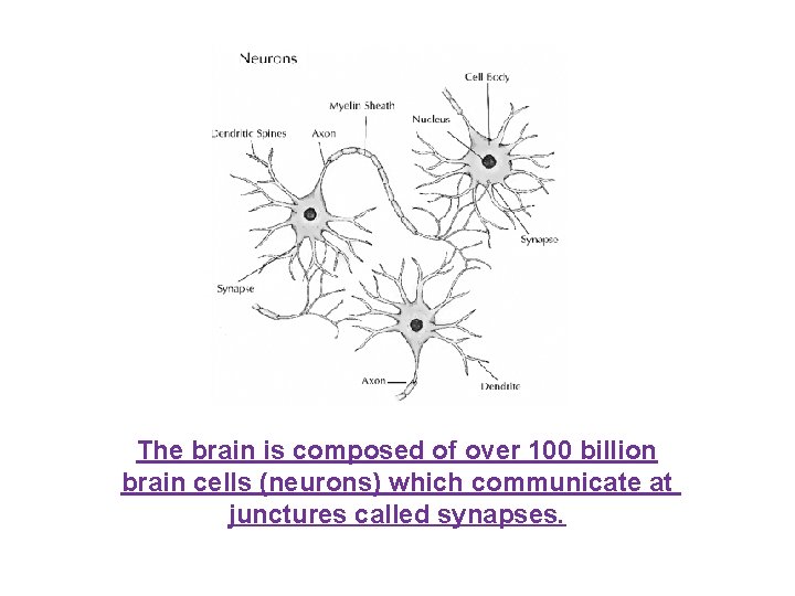 Chapter 12 The Nervous System The Brain YOUR