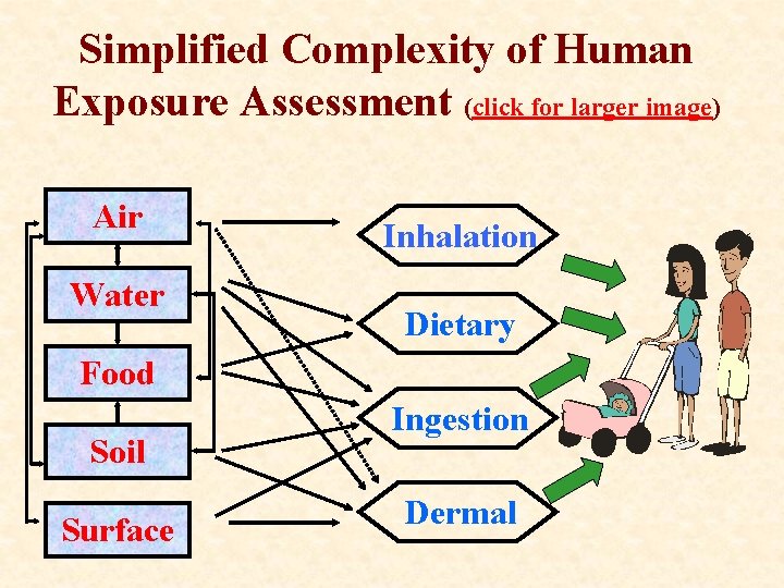 Simplified Complexity of Human Exposure Assessment (click for larger image) Air Water Inhalation Dietary