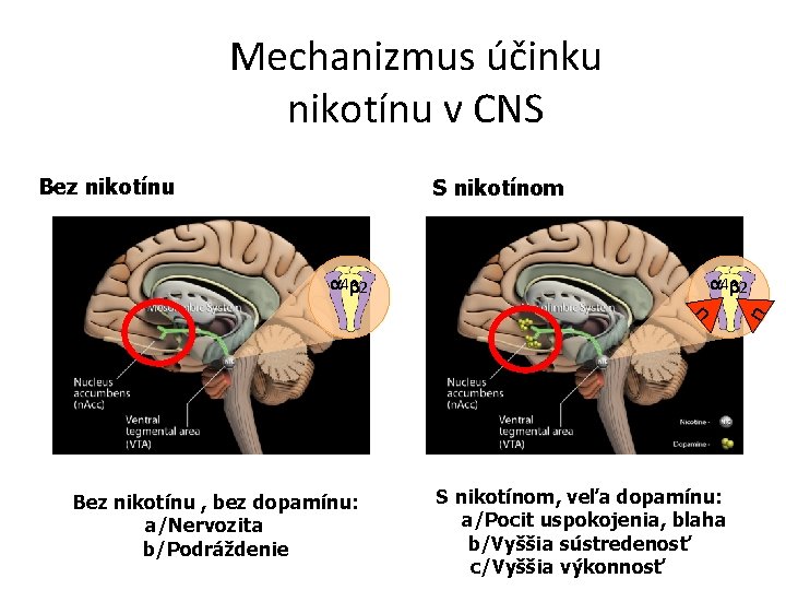 Mechanizmus účinku nikotínu v CNS Bez nikotínu S nikotínom a 4 b 2 n
