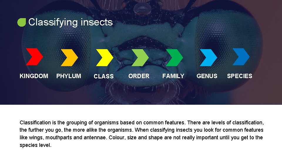 Bug Classification Key Citrus Biosecurity Lesson 3 Insect Identification What is