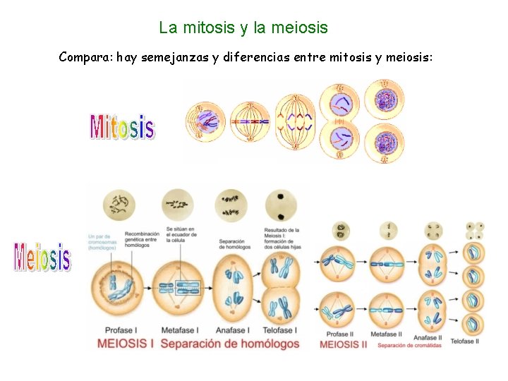 La mitosis y la meiosis Compara: hay semejanzas y diferencias entre mitosis y meiosis: