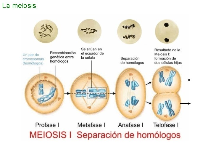 La meiosis 