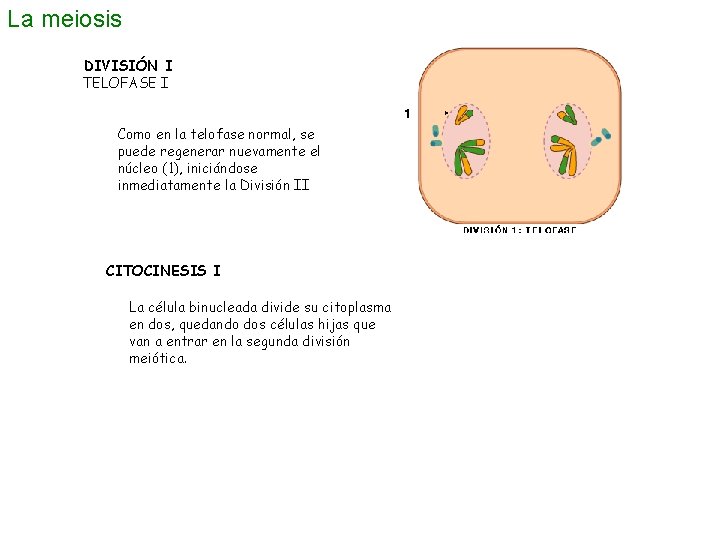 La meiosis DIVISIÓN I TELOFASE I Como en la telofase normal, se puede regenerar