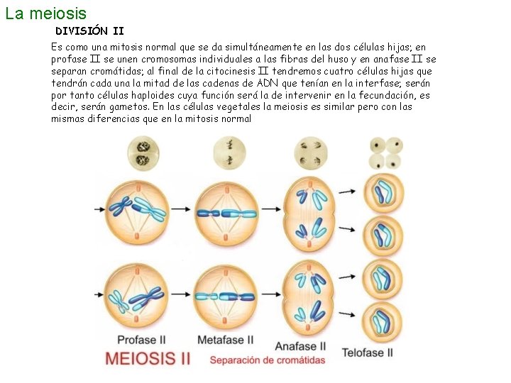 La meiosis DIVISIÓN II Es como una mitosis normal que se da simultáneamente en
