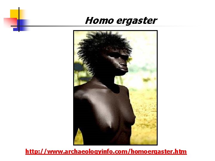 Homo ergaster http: //www. archaeologyinfo. com/homoergaster. htm Homo ergaster http: //www. archaeologyinfo. com/homoergaster. htm