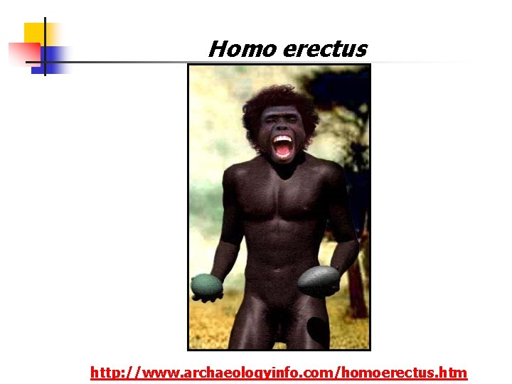 Homo erectus http: //www. archaeologyinfo. com/homoerectus. htm Homo erectus http: //www. archaeologyinfo. com/homoerectus. htm