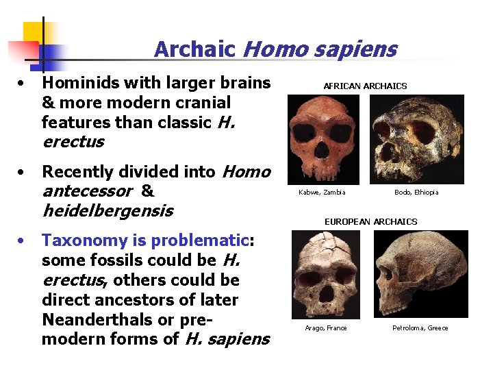 Archaic Homo sapiens • Hominids with larger brains & more modern cranial features than Archaic Homo sapiens • Hominids with larger brains & more modern cranial features than