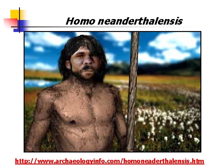 Homo neanderthalensis http: //www. archaeologyinfo. com/homoneaderthalensis. htm Homo neanderthalensis http: //www. archaeologyinfo. com/homoneaderthalensis. htm