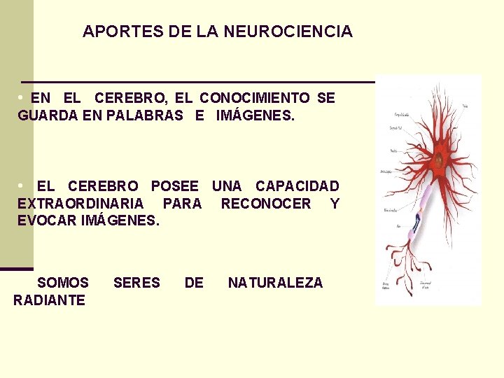 APORTES DE LA NEUROCIENCIA • EN EL CEREBRO, EL CONOCIMIENTO SE GUARDA EN PALABRAS