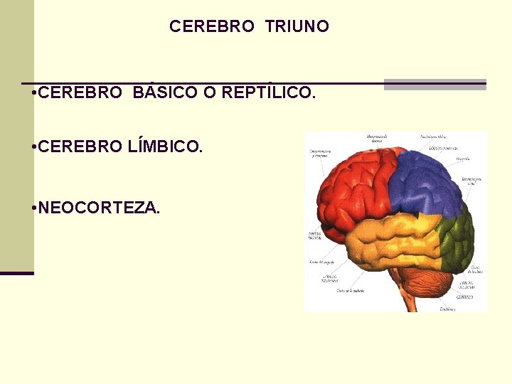 CEREBRO TRIUNO • CEREBRO BÁSICO O REPTÍLICO. • CEREBRO LÍMBICO. • NEOCORTEZA. 