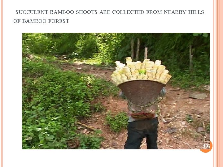 SUCCULENT BAMBOO SHOOTS ARE COLLECTED FROM NEARBY HILLS OF BAMBOO FOREST 13 