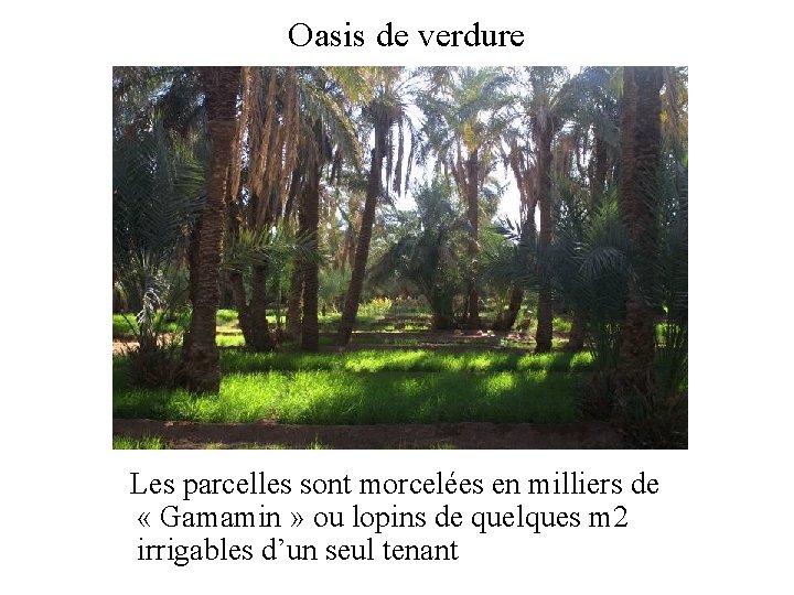 Oasis de verdure Les parcelles sont morcelées en milliers de « Gamamin » ou