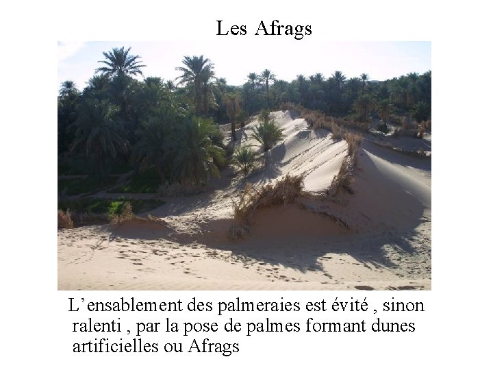 Les Afrags L’ensablement des palmeraies est évité , sinon ralenti , par la pose