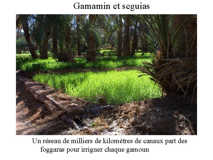 Gamamin et seguias Un réseau de milliers de kilomètres de canaux part des foggaras