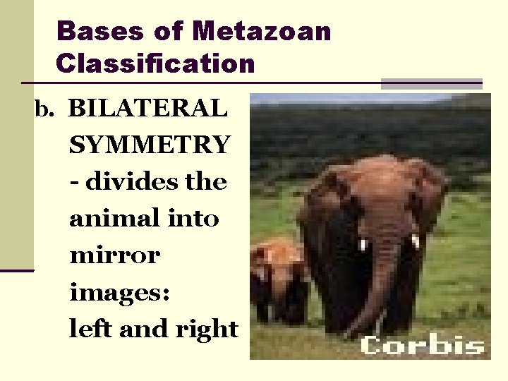 Bases of Metazoan Classification b. BILATERAL SYMMETRY - divides the animal into mirror images: