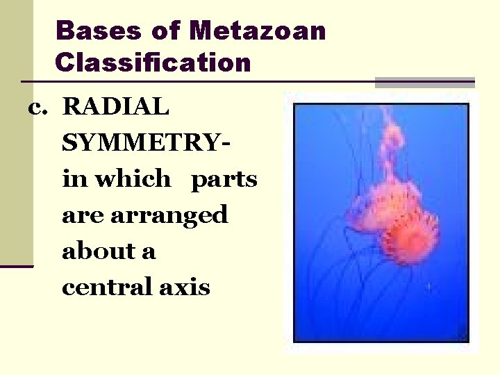 Bases of Metazoan Classification c. RADIAL SYMMETRYin which parts are arranged about a central