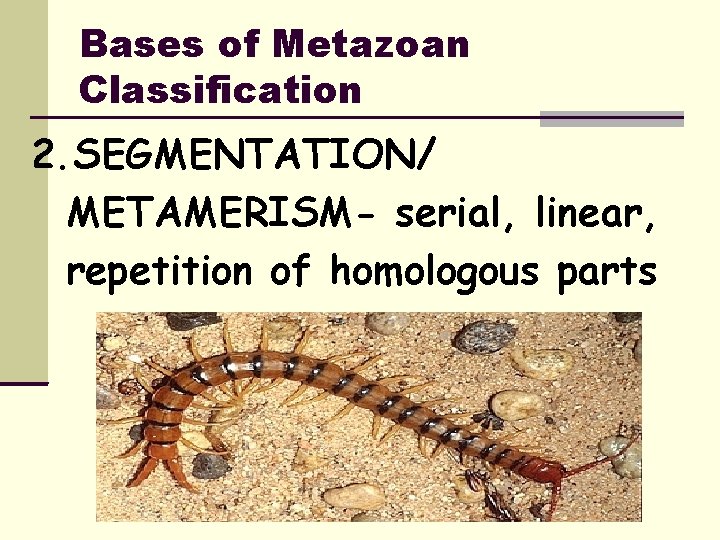 Bases of Metazoan Classification 2. SEGMENTATION/ METAMERISM- serial, linear, repetition of homologous parts 