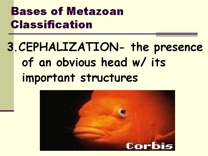 Bases of Metazoan Classification 3. CEPHALIZATION- the presence of an obvious head w/ its
