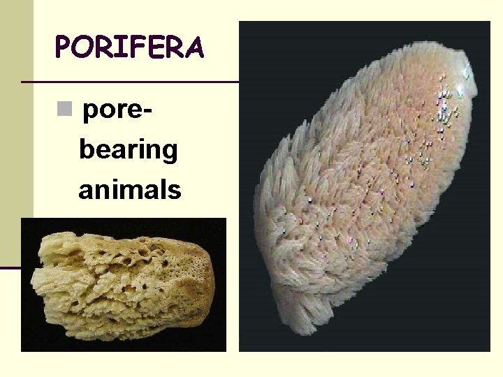 PORIFERA pore- bearing animals 