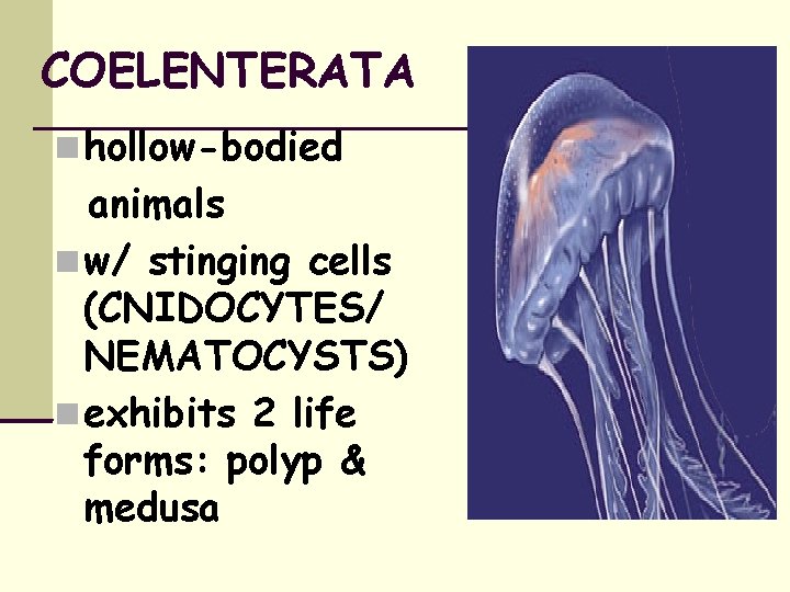 COELENTERATA hollow-bodied animals w/ stinging cells (CNIDOCYTES/ NEMATOCYSTS) exhibits 2 life forms: polyp &