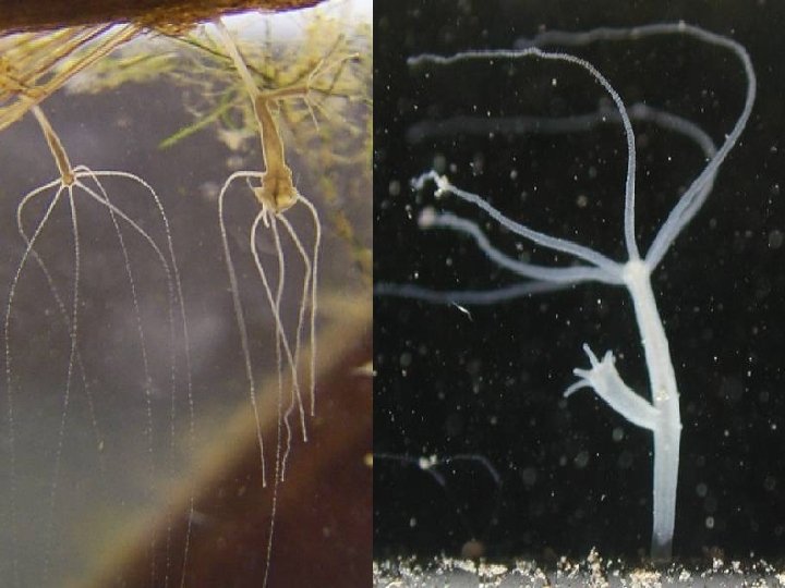 Hydra sp. - exhibits somersaulting 