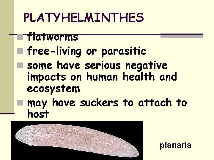 PLATYHELMINTHES flatworms free-living or parasitic some have serious negative impacts on human health and