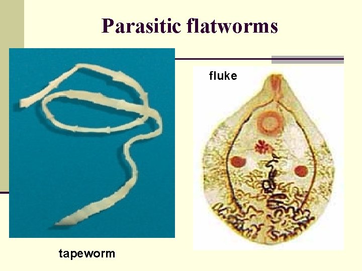 Parasitic flatworms fluke tapeworm 