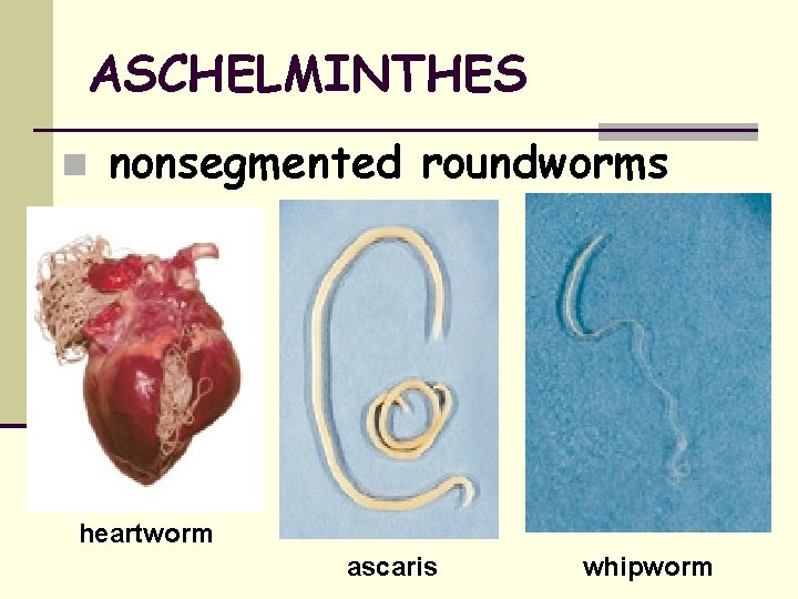 ASCHELMINTHES nonsegmented roundworms heartworm ascaris whipworm 