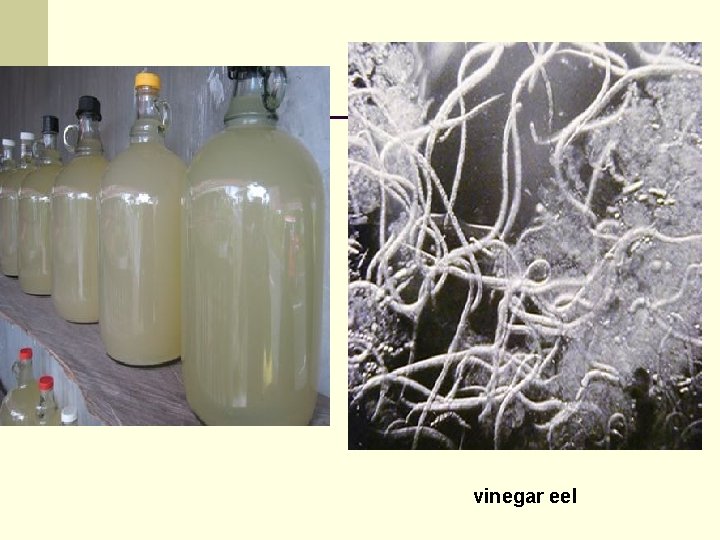 vinegar eel 