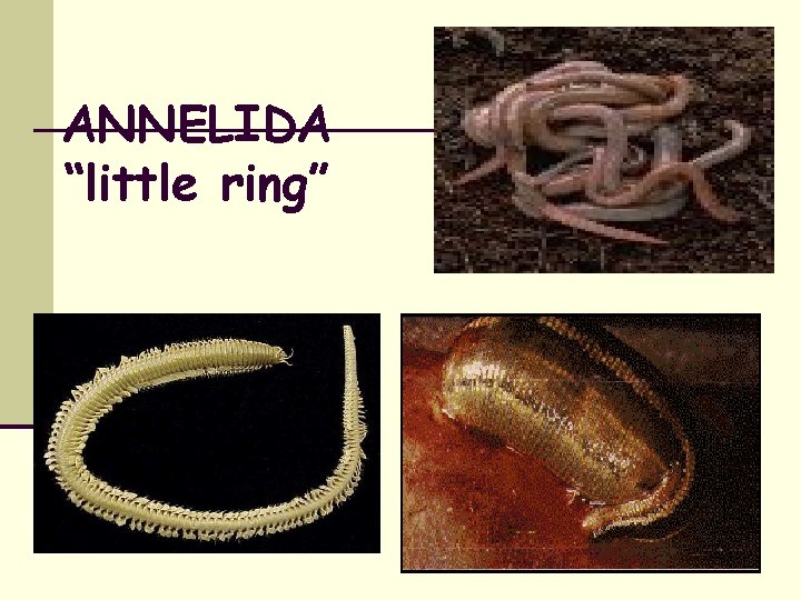 ANNELIDA “little ring” 