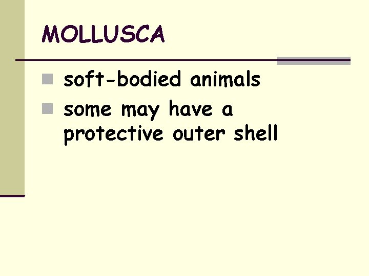 MOLLUSCA soft-bodied animals some may have a protective outer shell 