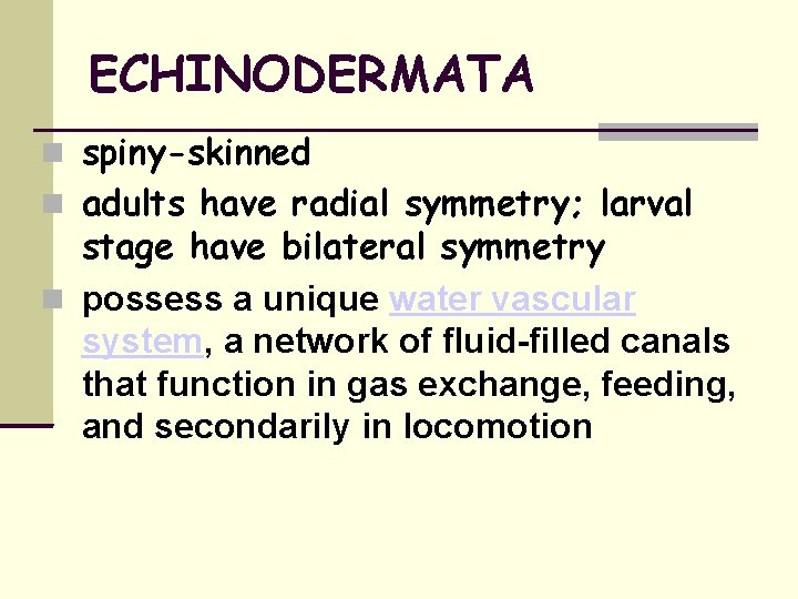 ECHINODERMATA spiny-skinned adults have radial symmetry; larval stage have bilateral symmetry possess a unique