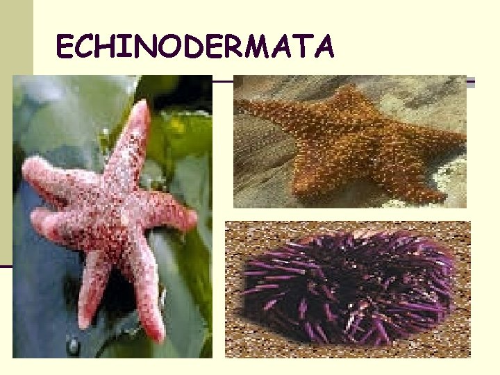 ECHINODERMATA 