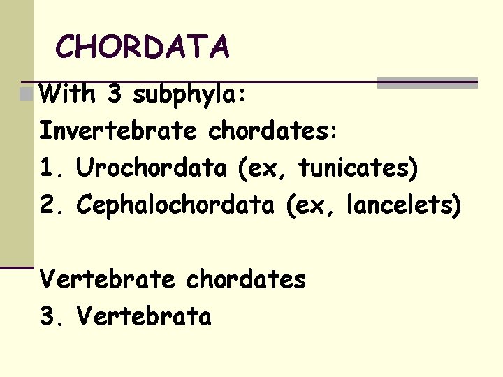 CHORDATA With 3 subphyla: Invertebrate chordates: 1. Urochordata (ex, tunicates) 2. Cephalochordata (ex, lancelets)