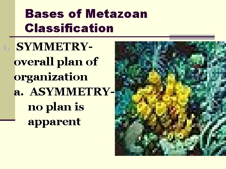 Bases of Metazoan Classification 1. SYMMETRY- overall plan of organization a. ASYMMETRYno plan is