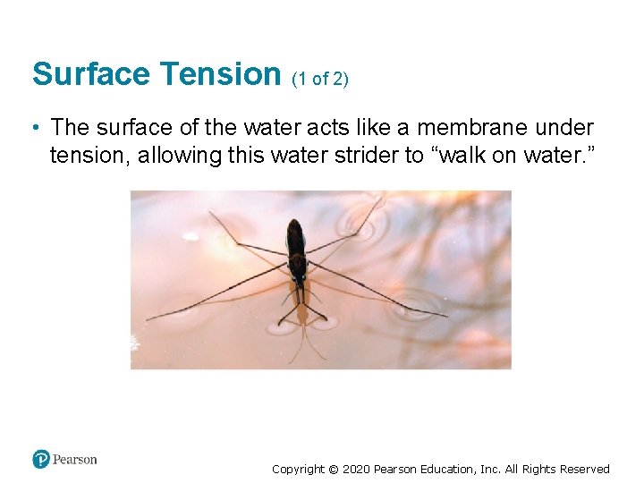 Surface Tension (1 of 2) • The surface of the water acts like a